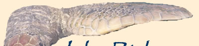 Bonaire Sea Turtle - part of Jake Richter Digitally Painted Images Logo