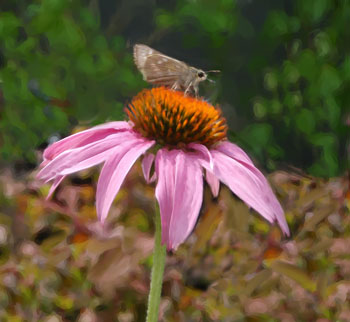 Butterfly on Pink Daisy by Jake Richter