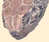 Bonaire Sea Turtle - part of Jake Richter Digitally Painted Images Logo