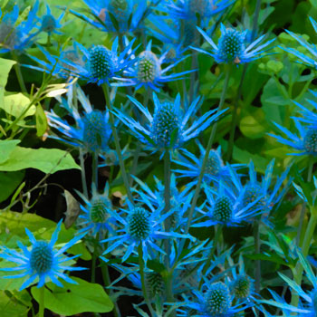 Blue Thistle copyright Jake Richter