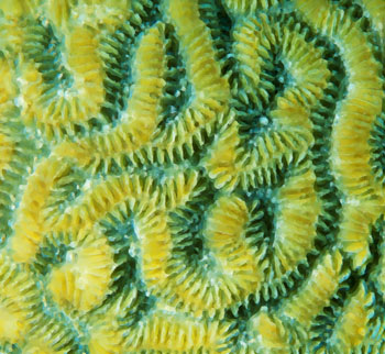 Brain Coral by Jake Richter