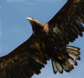 Eagle in Flight by Jake Richter