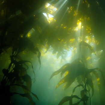 Kelp Forest copyright Jake Richter