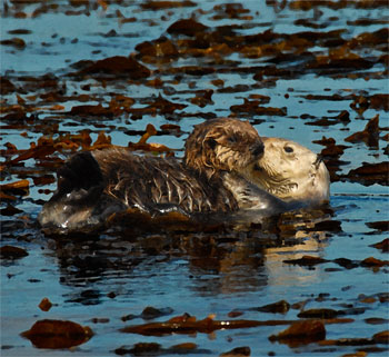 Otter Pup and Mom copyright Jake Richter