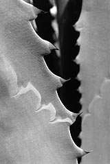 Shades of Growth