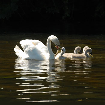 Swan Play copyright Jake Richter