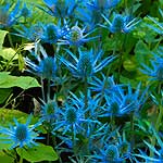 Blue Thistle