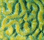 Brain Coral by Jake Richter