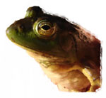 Bullfrog by Jake Richter