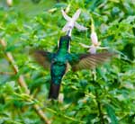 Feeding Hummingbird by Jake Richter