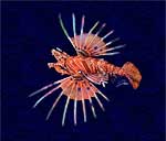 Fijian Spotfin Lionfish