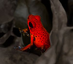 Poison Dart Frog by Jake Richter